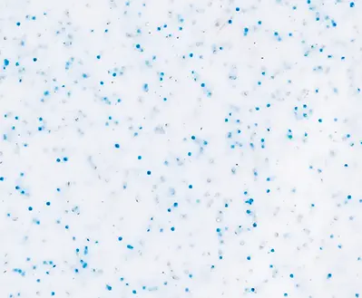 Leisure Pool's Shimmer Sky fiberglass swimming pool color option
